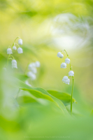 Maiglckchen - Convallaria majalis