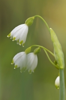 Mrzenbecher - Frhlings-Knotenblume - "Leucojum vernum"