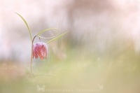 Schachbrettblume " Fritillaria meleagris "