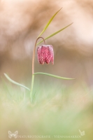 Schachbrettblume  " Fritillaria meleagris "