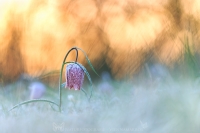 Schachbrettblume " Fritillaria meleagris "