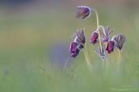 Schwarze Kuhschelle " Pulsatilla nigricans "