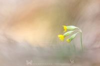 Schlsselblume " Primula veris "