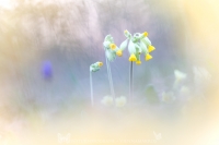 Echte Schlsselblume " Primula veris "