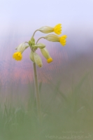 Echte Schlsselblume " Primula veris "