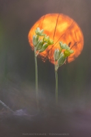 Echte Schlsselblume "Primula veris "
