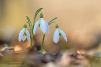 Schneeglckchen " Galanthus "