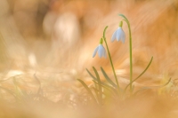 Schneeglckchen "Galanthus"