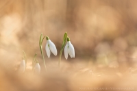 Schneeglckchen " Galanthus "