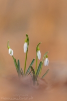 Schneeglckchen " Galanthus "