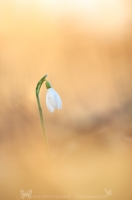 Schneeglckchen " Galanthus "