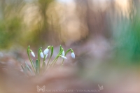 Schneeglckchen " Galanthus "