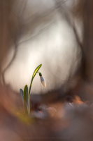 Schneeglckchen - Galanthus....