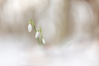 Schneeglckchen " Galanthus "