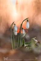 Schneeglckchen " Galanthus "