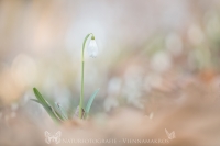 Schneeglckchen " Galanthus "