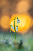 Schneeglckchen - Galanthus nivalis