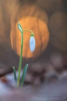 Schneeglckchen " Galanthus "