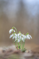 Schneeglckchen - Galanthus nivalis