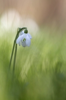 Schneeglckchen "Galanthus"