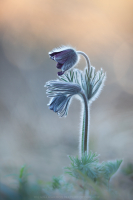 Schwarze Kuhschellen - Pulsatilla pratensis