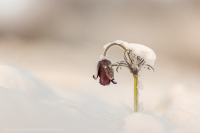 Schwarze Kuhschellen - Pulsatilla pratensis