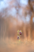 Schwarze Kuhschellen - Pulsatilla pratensis