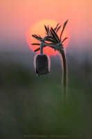 Wiesen Kuhschelle " Pulsatilla pratensis "