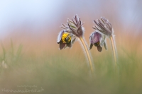 Wiesen Kuhschelle " Pulsatilla pratensis "