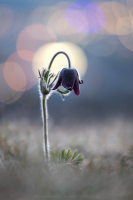 Schwarze Kuhschellen - Pulsatilla pratensis