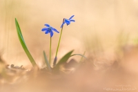 Sibirischer Blaustern " Scilla siberica "