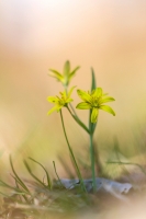 Wald-Gelbstern "Gagea lutea"