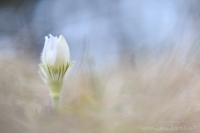 Groe Kuhschelle " Pulsatilla grandis " alba