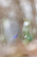 Wiener Blaustern - Scilla vindobonensis