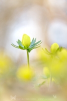 Winterlinge " Eranthis hyemalis "