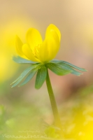 Winterlinge " Eranthis hyemalis "