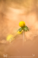 Winterling " Eranthis hyemalis "