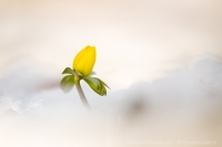 Winterlinge " Eranthis hyemalis "