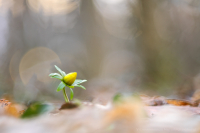 Winterling - Eranthis hyemalis