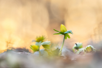 Winterlinge - Eranthis hyemalis