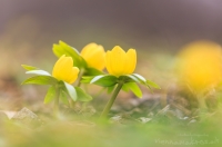 Winterlinge " Eranthis hyemalis "