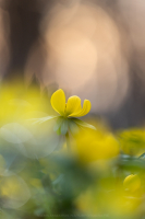 Winterlinge - Eranthis hyemalis