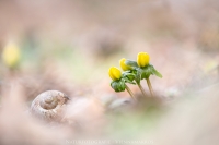 Winterlinge " Eranthis hyemalis "