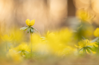 Winterlinge - Eranthis hyemalis