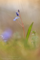 Wiener Blaustern - Scilla vindobonensis