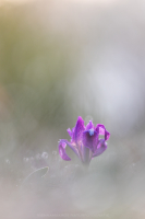Zwerg Schwertlilie - Iris pumila
