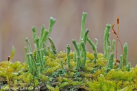 Trompetenflechte " Cladonia fimbriata "