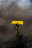 Huflattich " Tussilago farfara "