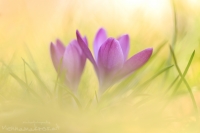 Krokusse " Crocus "