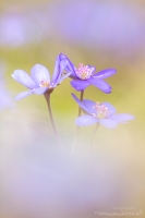 Leberblmchen " Hepatica nobilis "